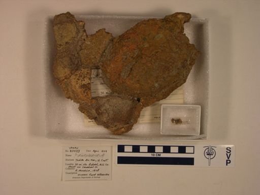 Ankylosauridae
