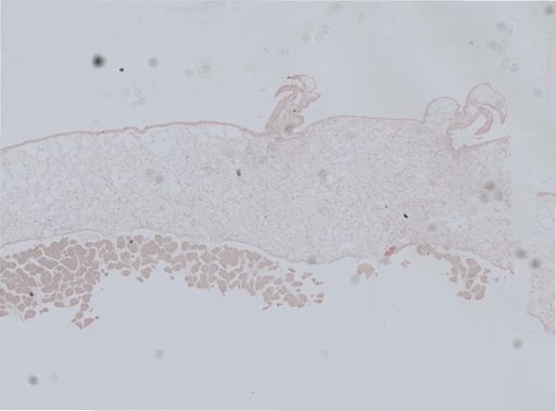 Ostrea lurida