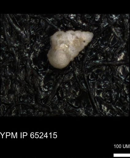 undet. Heterohelicidae
