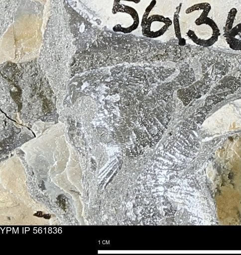 Oxytoma (Hypoxytoma) nebrascana