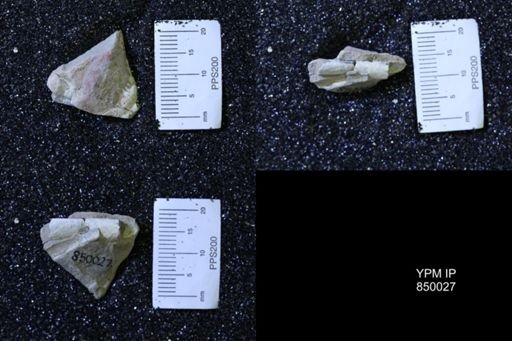 Baculites