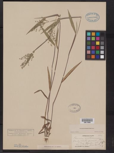 Panicum oligosanthes