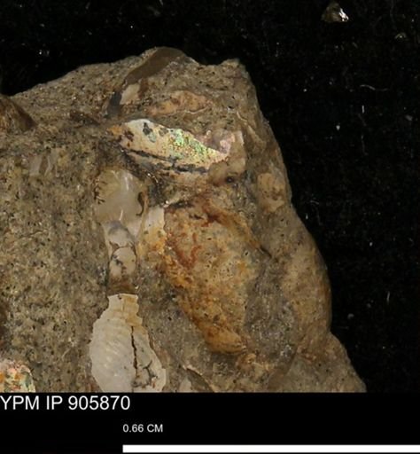 undet. Ammonoidea