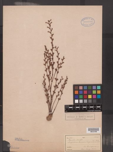 Epifagus virginiana