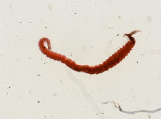Polydora