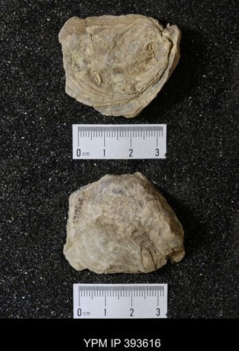 Ostrea glabra