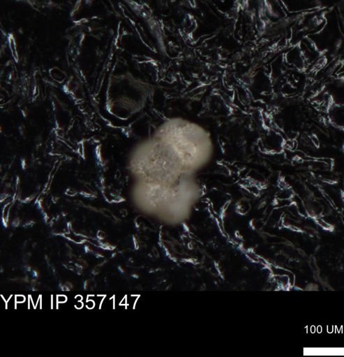 undet. Foraminiferida