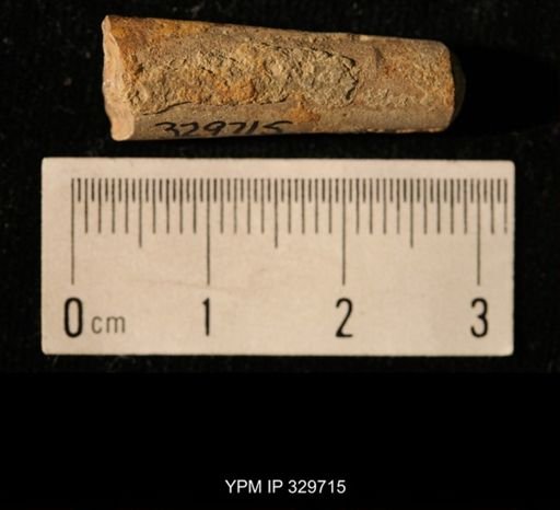 Pseudorthoceras knoxense