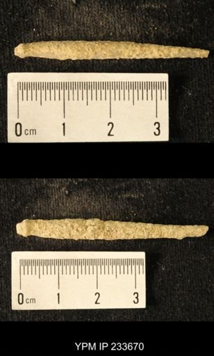 Archaeocidaris sp.