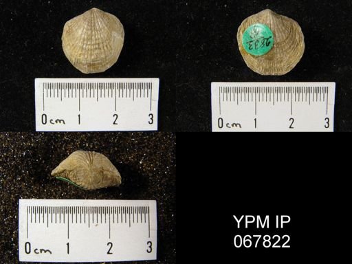 Atrypa