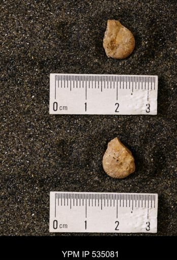 Scaphites cf. hippocrepis