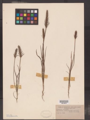 Plantago aristata