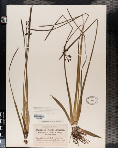 Sagittaria cristata