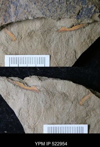 undet. Annelida
