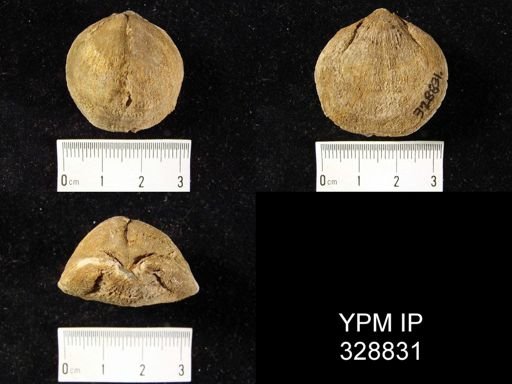 Atrypa sp.