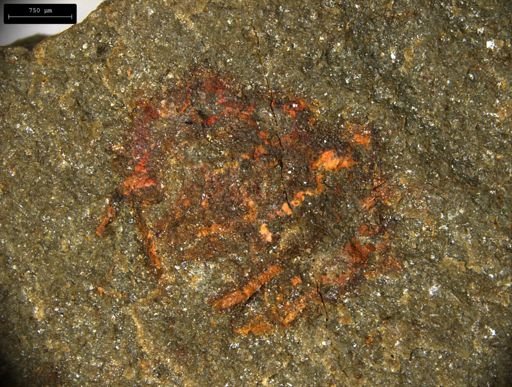 undet. Lobopodia