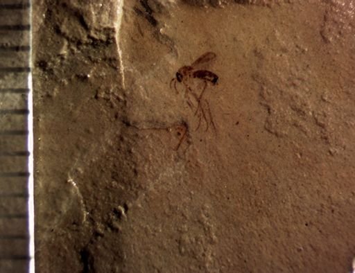 undet. Mycetophilidae