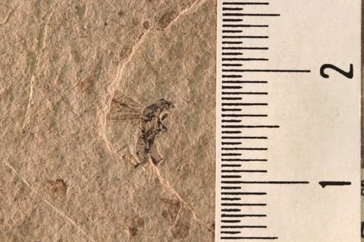 Protazteca elongata