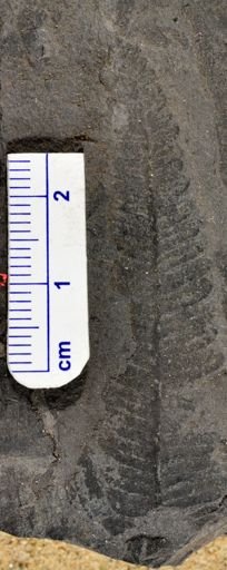 Pecopteris sp.