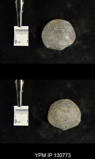 Spinatrypa spinosa