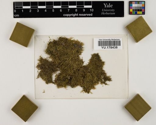 Plantae