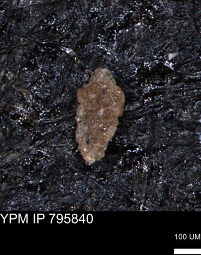 Verneuilina canadensis