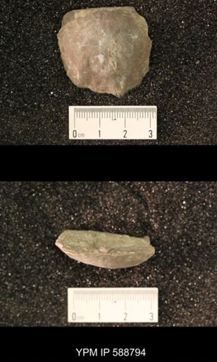 Strophomena neglecta