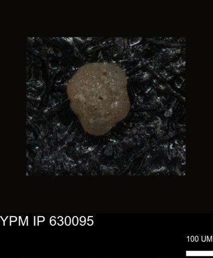 undet. Foraminiferida