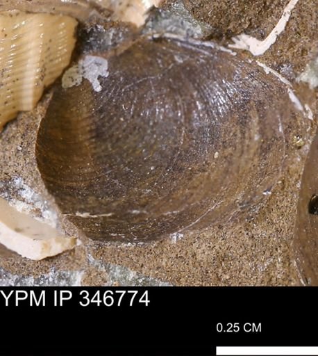 Limopsis striatopunctatus
