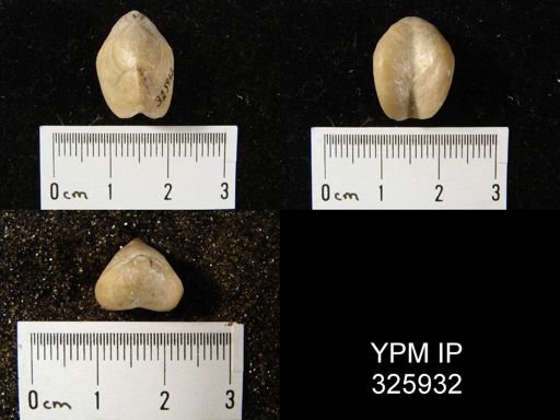 Dielasma plica