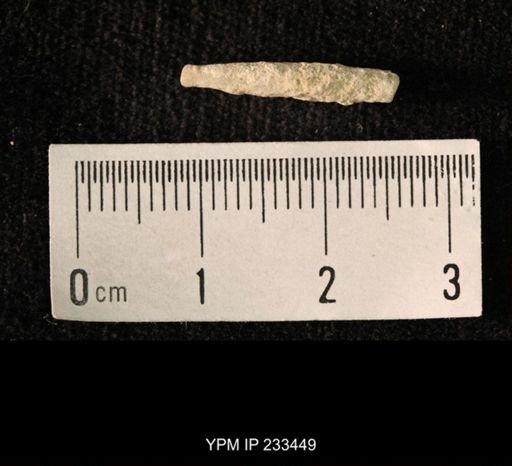 Archaeocidaris sp.