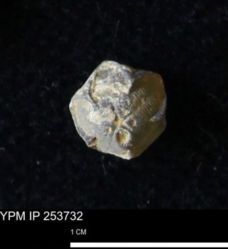Pentremites sp.