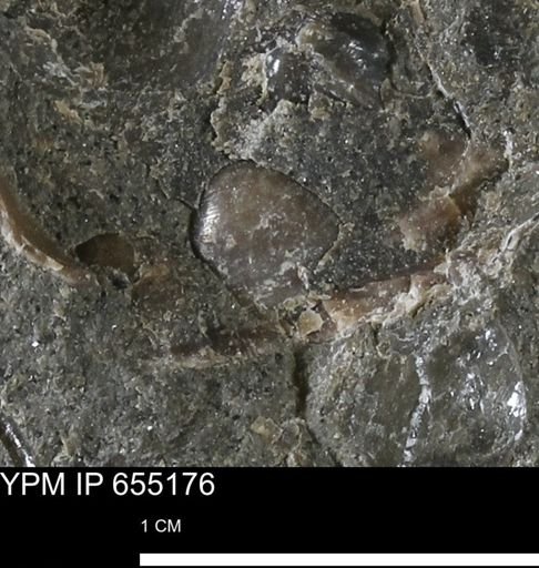 Mollusca
