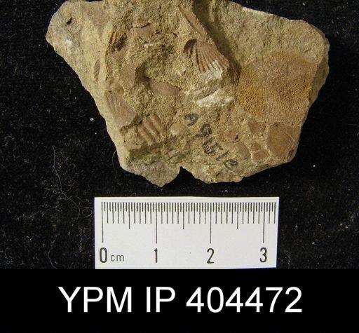 Brachiopoda