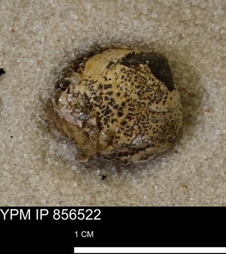 undet. Bivalvia
