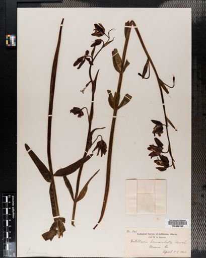 Plantae