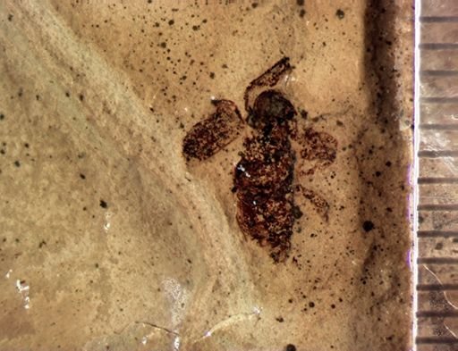 undet. Coleoptera