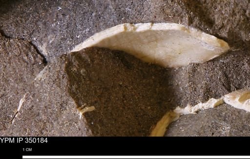 undet. Bivalvia