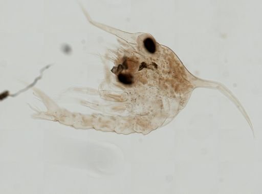 Brachyura
