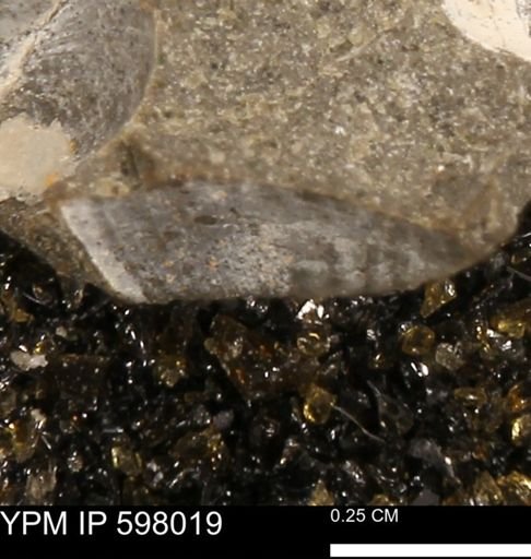 Protocardia?
