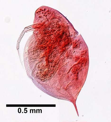 Daphnia