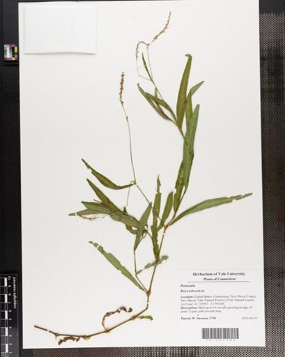 Persicaria
