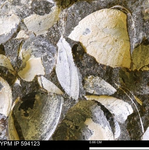 Limopsis? striatopunctatus
