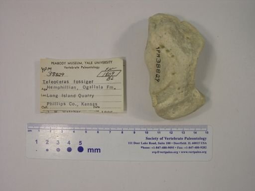 Teleoceras fossiger