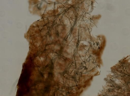 Axinella sp.