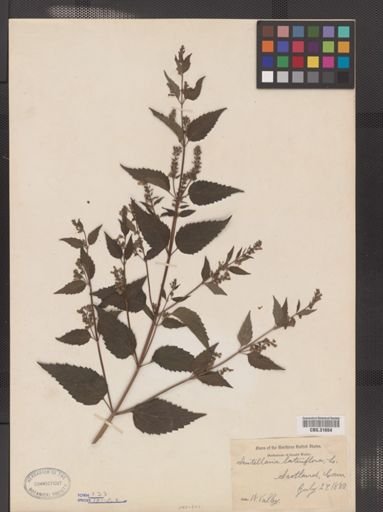 Scutellaria lateriflora