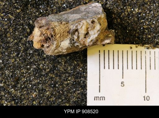 Teredo sp.