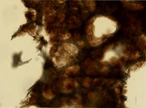 cf. Xestospongia