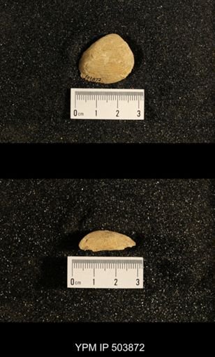 Astartella concentrica