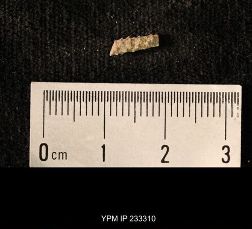 Archaeocidaris sp.